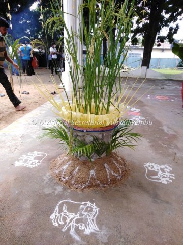Pongal festival of Alayadivembu Divisional Secretariat-2021